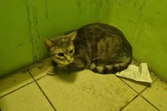 Найдена кошка, Воронеж