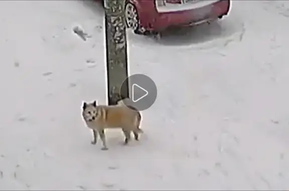 Пропала собака, Казань