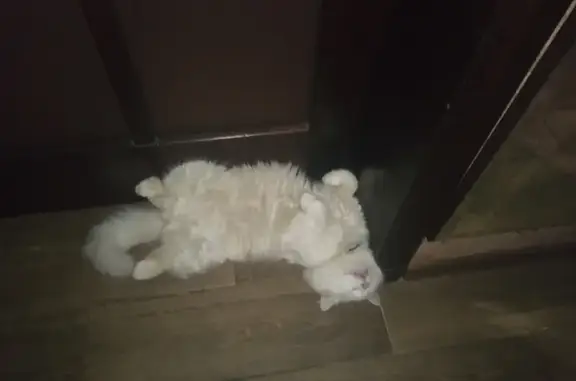 Пропала кошка, городской округ Новочеркасск