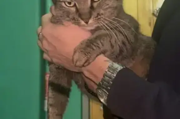 Найдена кошка, Волгоград