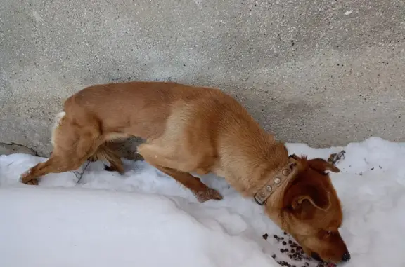 Найдена собака, Оренбург