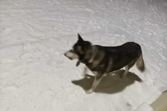 Найдена собака, Нижний Новгород