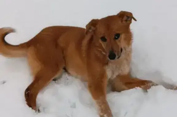 Найдена собака, Ленинградская область