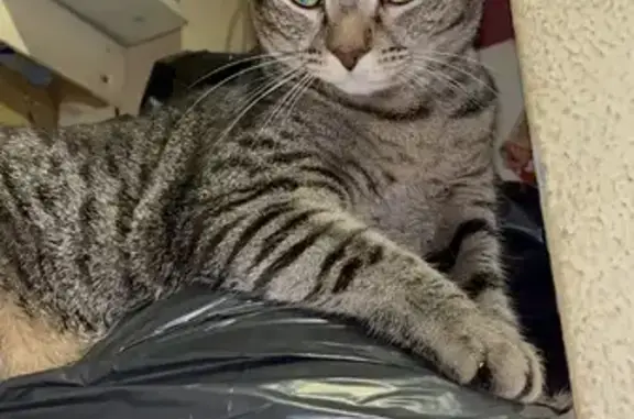 Кошки потеряшки, Москва, фото: Потеряшка кошка на ул. Паперника, Москва