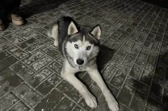 Найдена собака, Ростов-на-Дону, фото: Собака найдена, Усадебная ул., 4А, Ростов-на-Дону