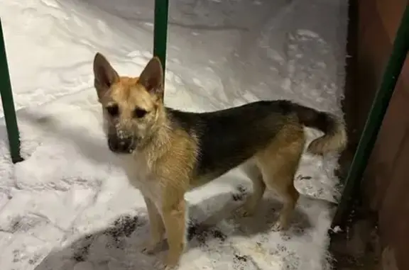 Найдена собака, Ивантеевка