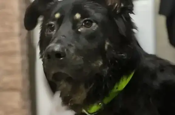 Найденные животные Санкт-Петербург, фото: Собака найдена: ул. Кустодиева, 19 СПб