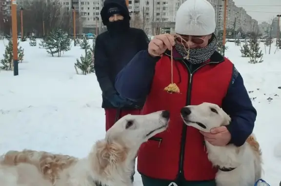 Пропала собака, Санкт-Петербург