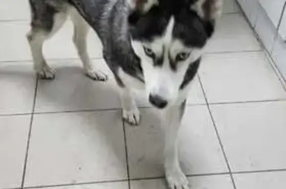 Найдена собака, Омск