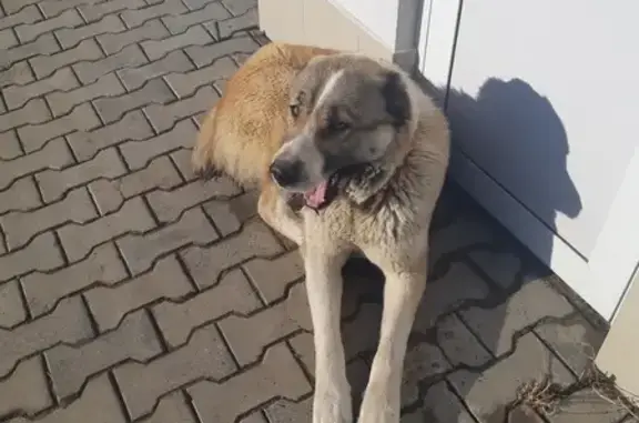Найдена собака, Астрахань