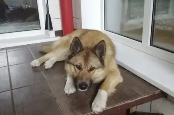 Найдена собака, Барнаул