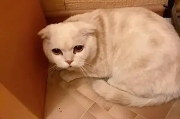 Найдена кошка, Ульяновск