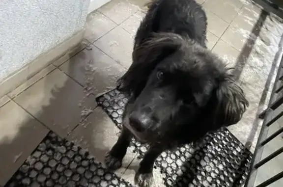 Найдена собака, Калининградская область