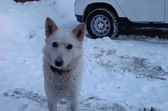 Найдена собака, Иваново