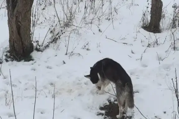 Найдена собака, Луганск