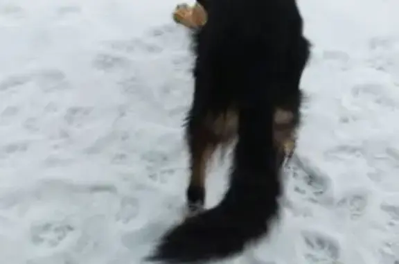 Пропала собака, Калининградская область