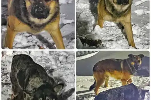 Найдена собака, Липецкая область