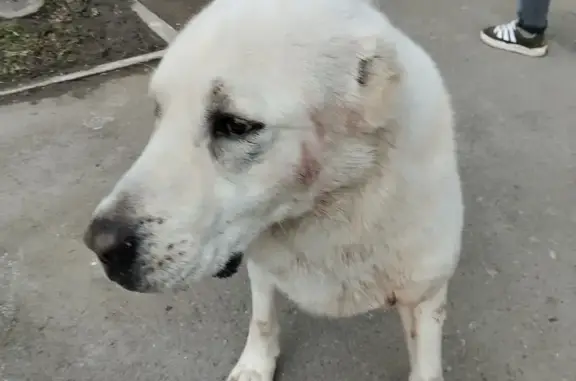 Найдена собака, Славянск-на-Кубани
