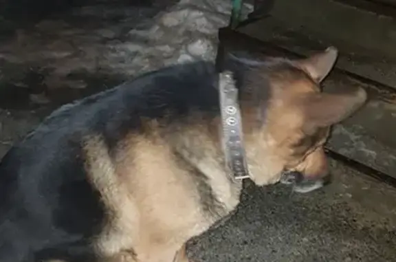 Найдена собака, Ставрополь