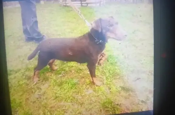 Пропала собака, Калужская область