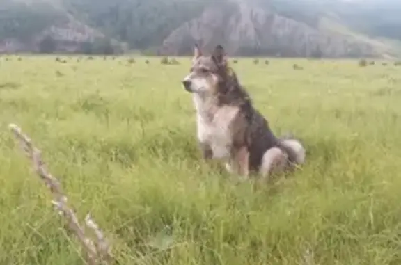 Пропала собака, Горно-Алтайск