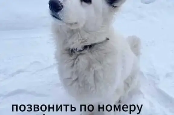 Пропала собака, Казань