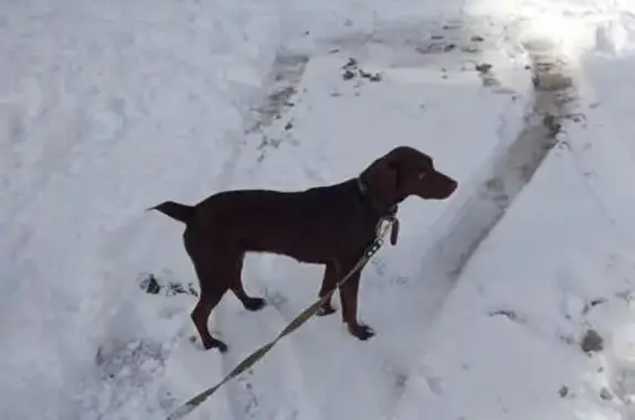 Собаки потеряшки, Тырныауз, фото: Потеряшка собака, Эльбрусский пр., 86