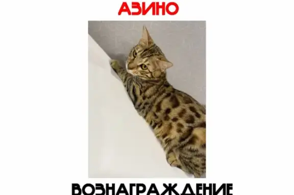 Пропала кошка, Казань
