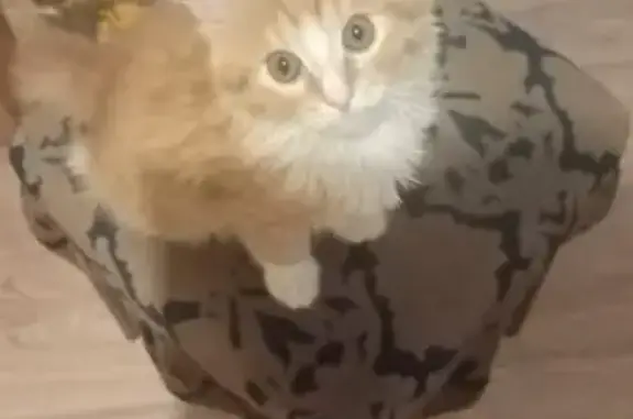 Найдена кошка, Иваново