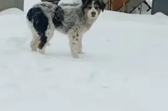 Найдена собака, Воскресенск