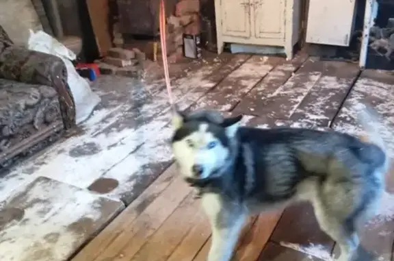 Найдена собака, Томская область