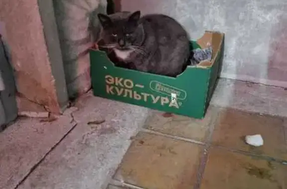 Найдена кошка, Королёв