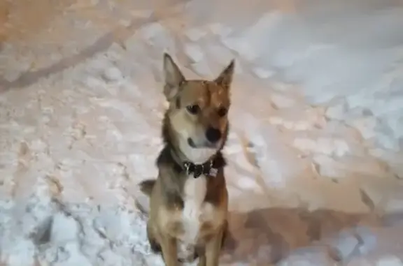 Найдена собака, Калуга