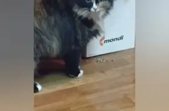 Найдена кошка, Великий Новгород