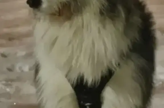 Найденные животные Санкт-Петербург, фото: Собака найдена: ул. Орбели, СПб