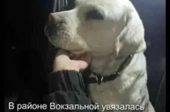 Найдена собака, Комсомольск-на-Амуре