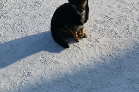 Найдена собака, Комсомольск-на-Амуре