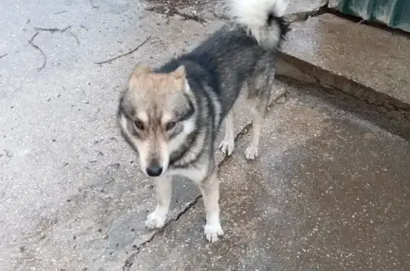 Найдена собака, Севастополь