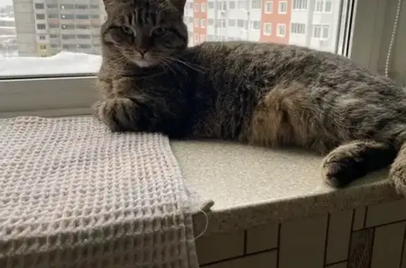Найдена кошка, Оренбург