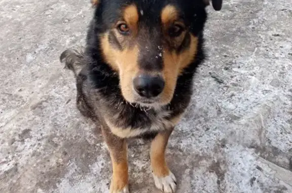 Найдена собака, Красноярск