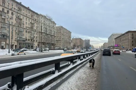 Найдена собака, Москва