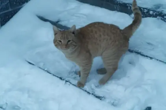 Найдена кошка, Нижегородская область