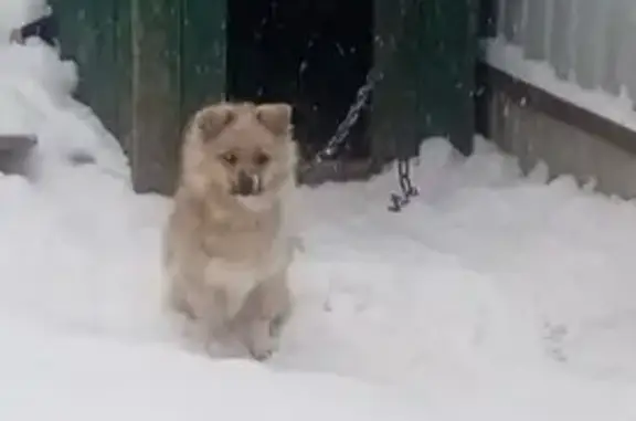 Собаки потеряшки, Каменка, фото: Потеряшка собака, ул. Свердлова 17, Каменка