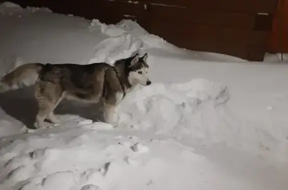 Найдена собака, Казань