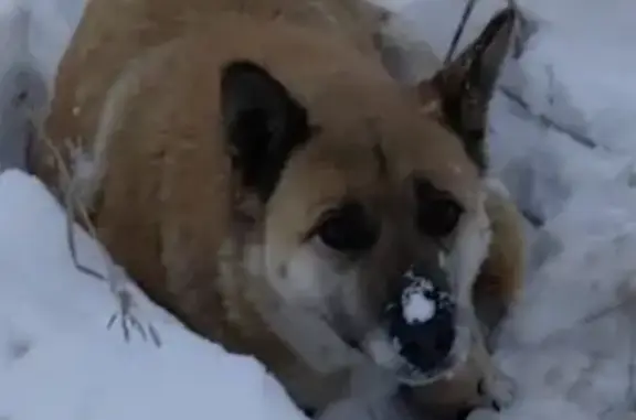 Найдена собака, Иркутская область
