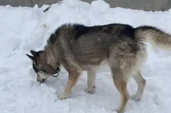Найдена собака, Московская область