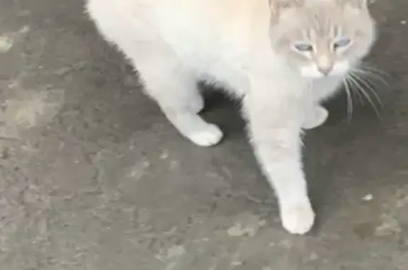 Найдена кошка, Сальск
