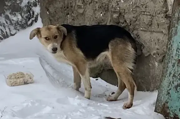 Найдена собака, Рязань