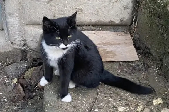 Найдена кошка, Симферополь