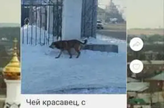 Пропала собака, Иркутск